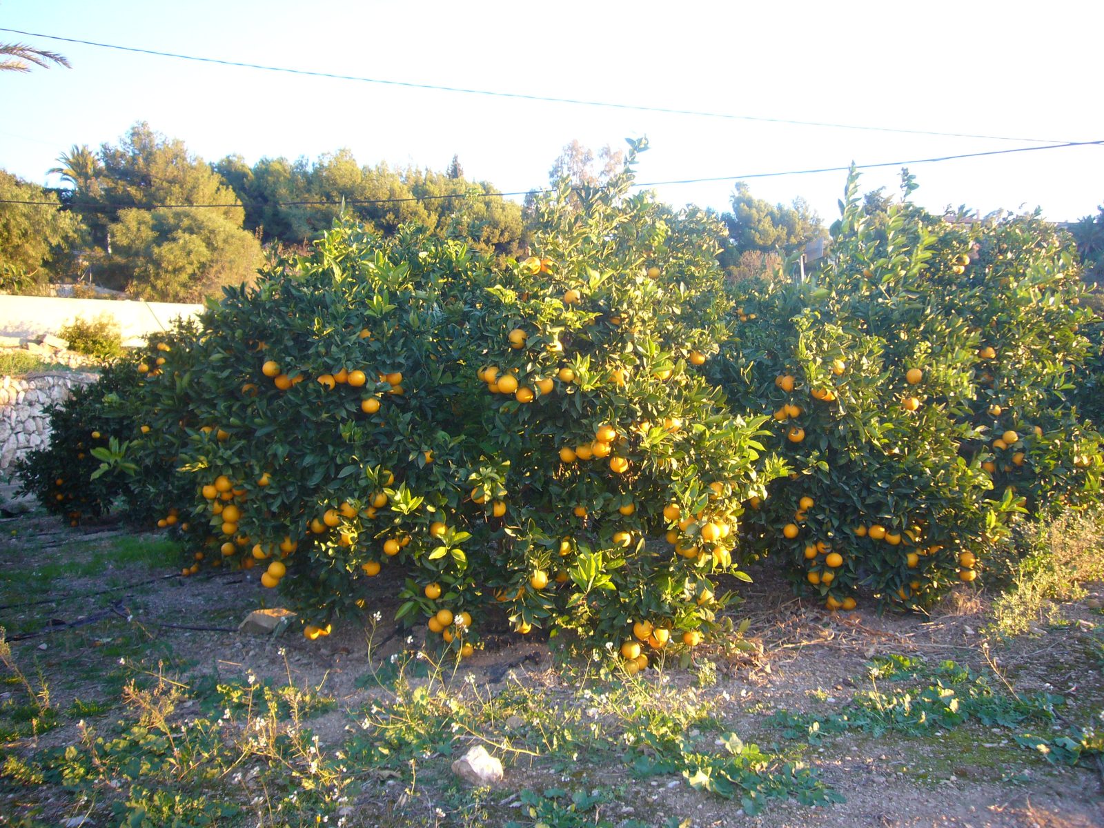 Naranjos cargados de fruta en una finca de cítricos