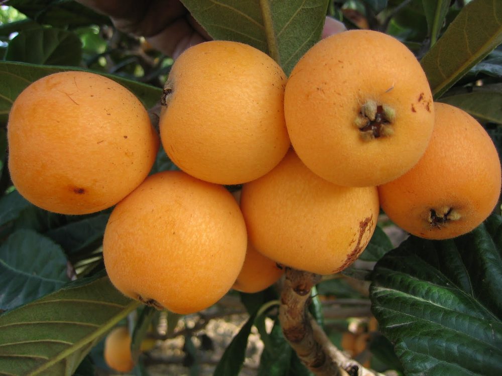 Racimo de nísperos maduros en el árbol