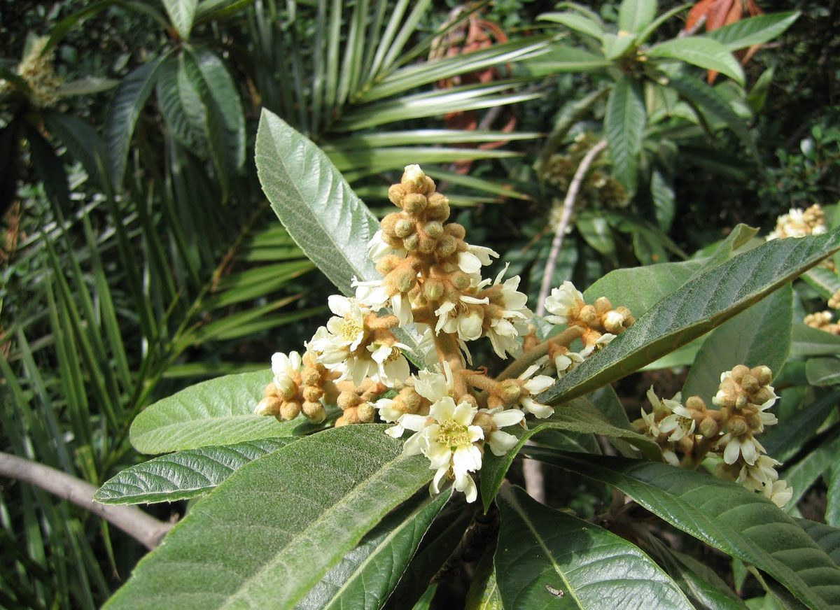 Ramas de níspero en flor con hojas grandes